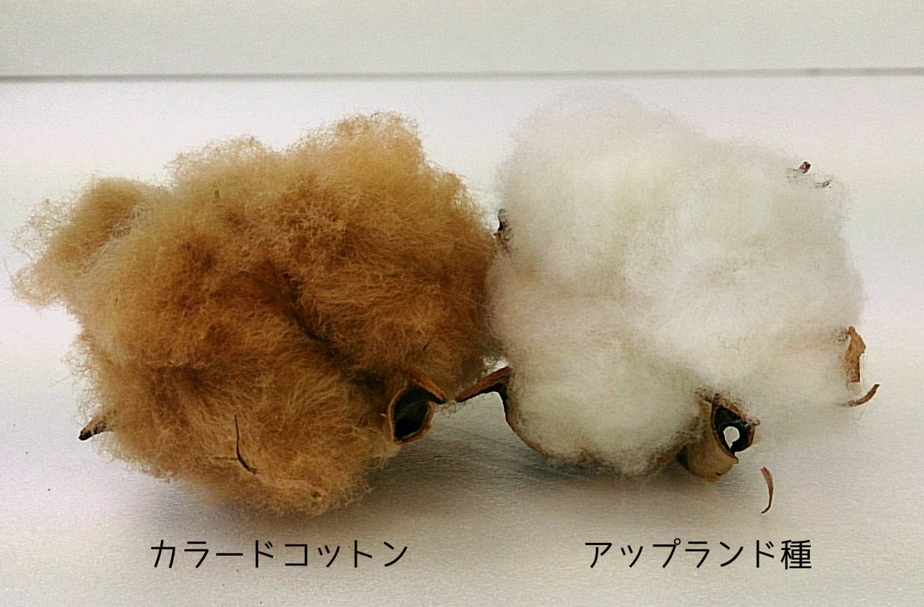 cotton