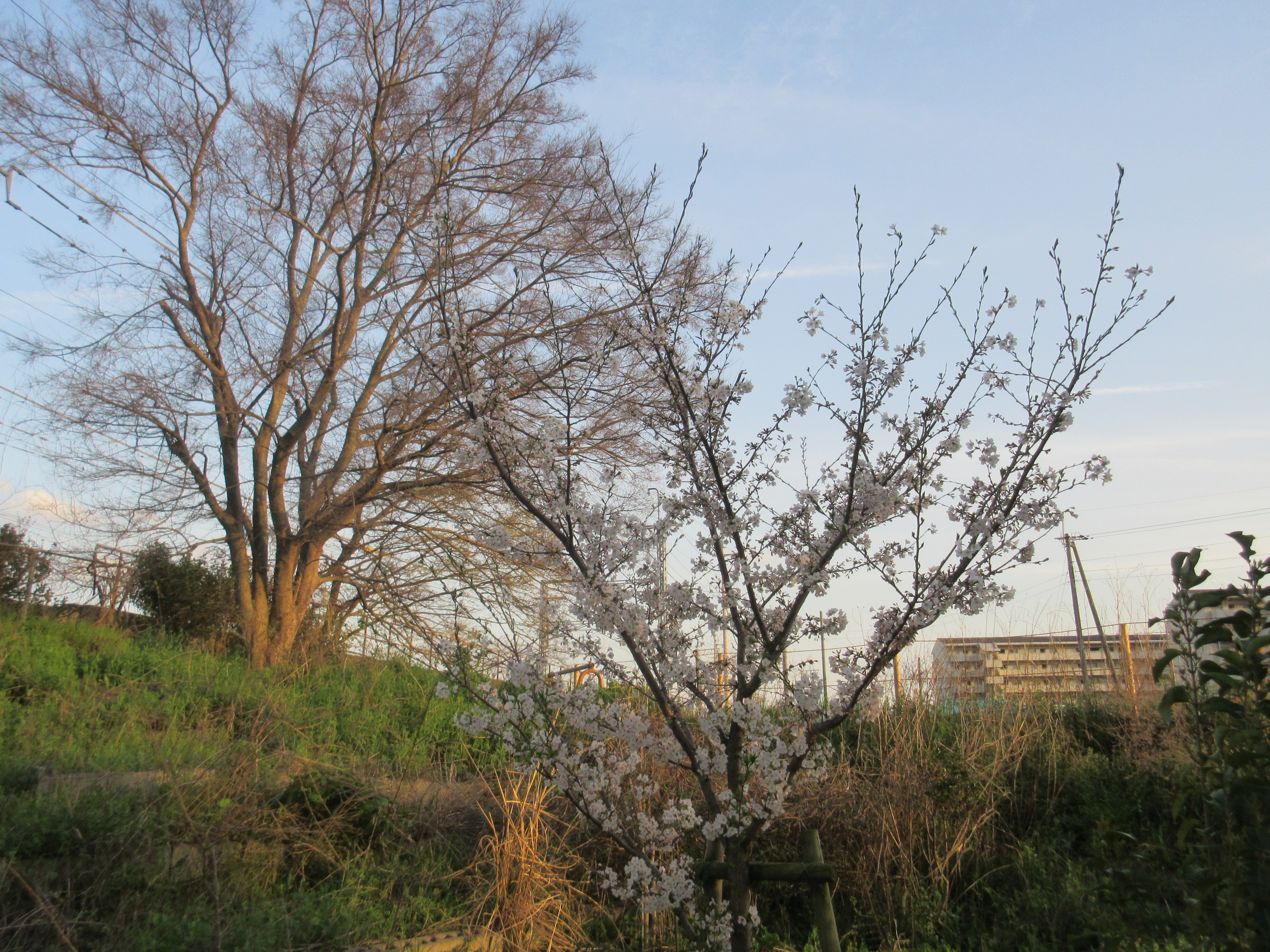 桜