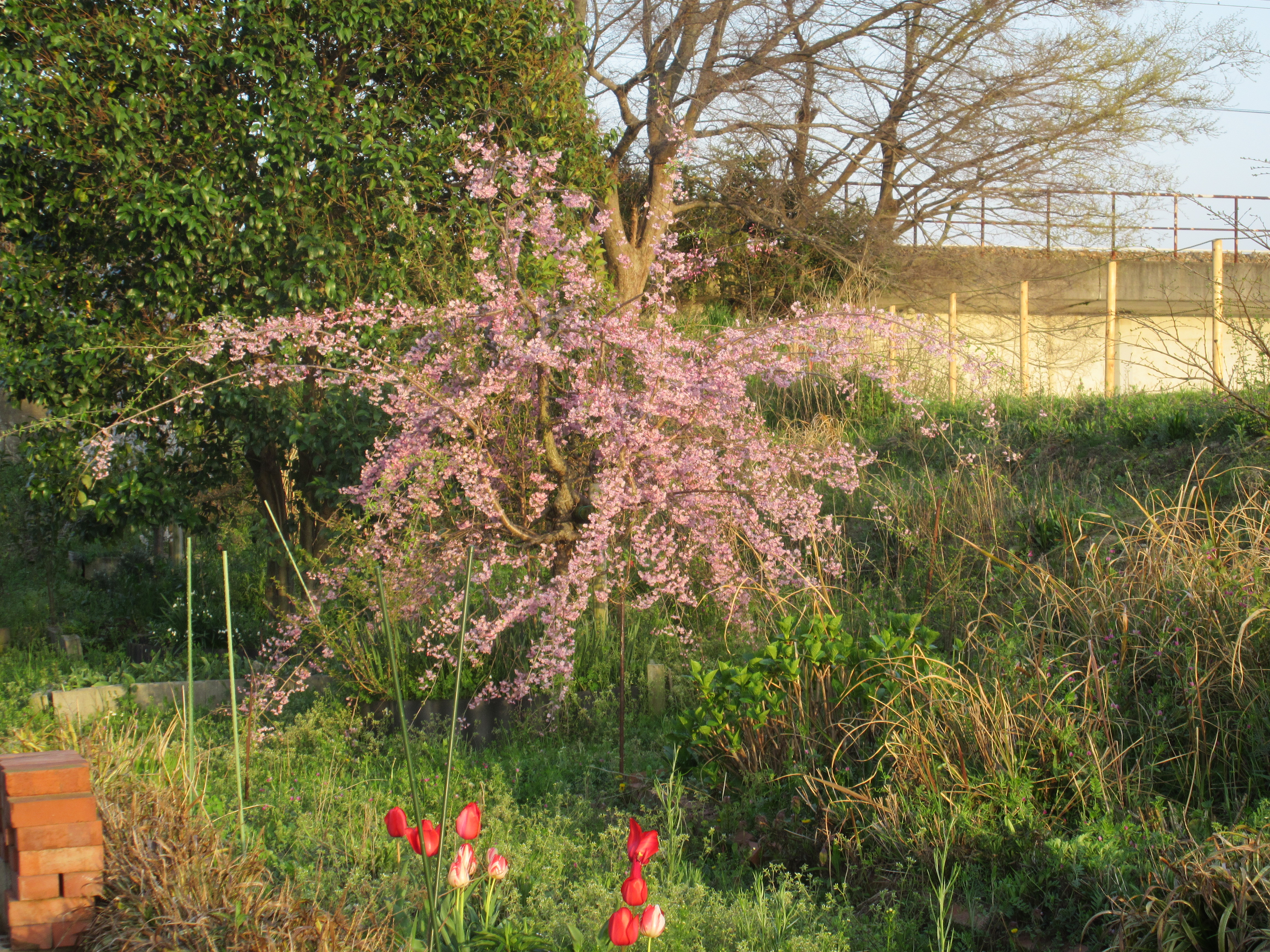 桜１