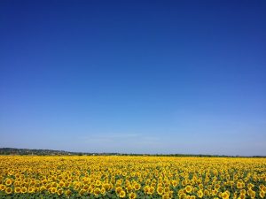agriculture-blooming-blossom-544554