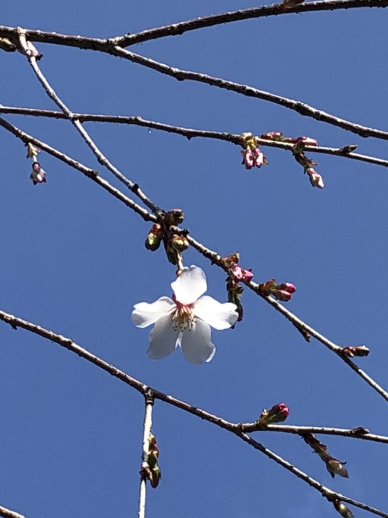 桜